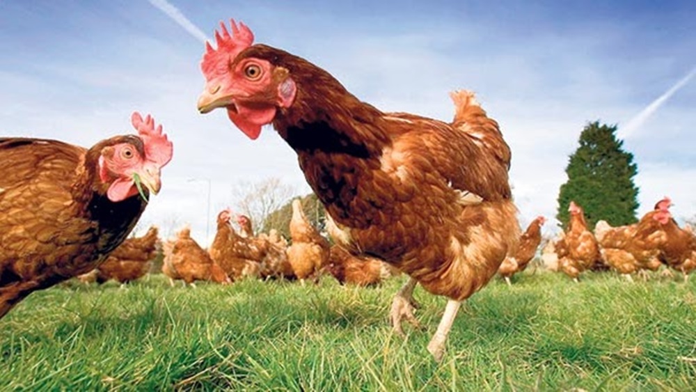 Bir Tavuğun Kaç Ayağı Var 2021