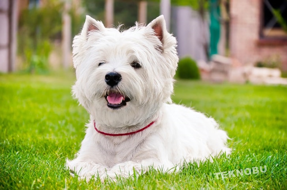Dünyada Kaç Farklı Köpek Türü Vardır? 2021
