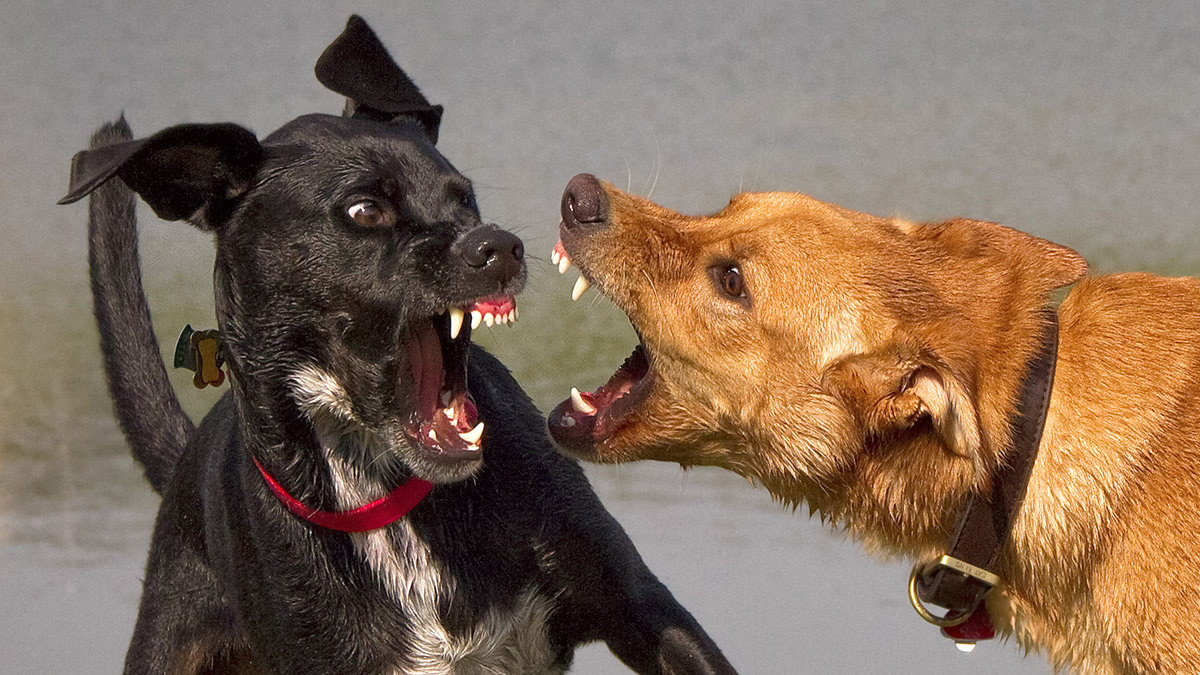 Türkiye’de Yasaklı Köpek Irkları Nelerdir? 2022