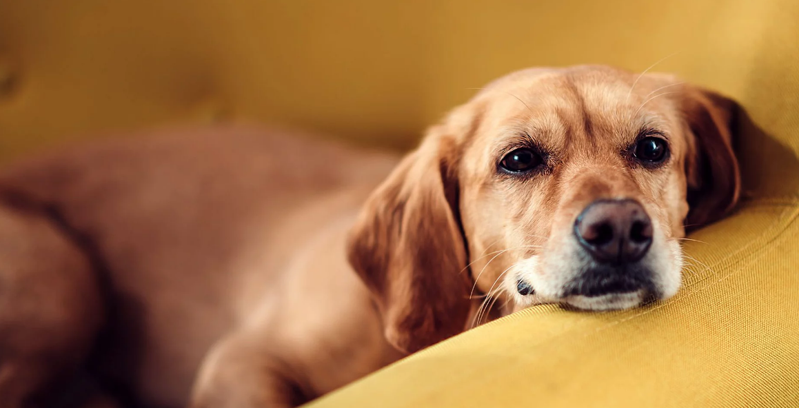 Köpeklerde Zehirlenme Belirtileri Nelerdir? 2022