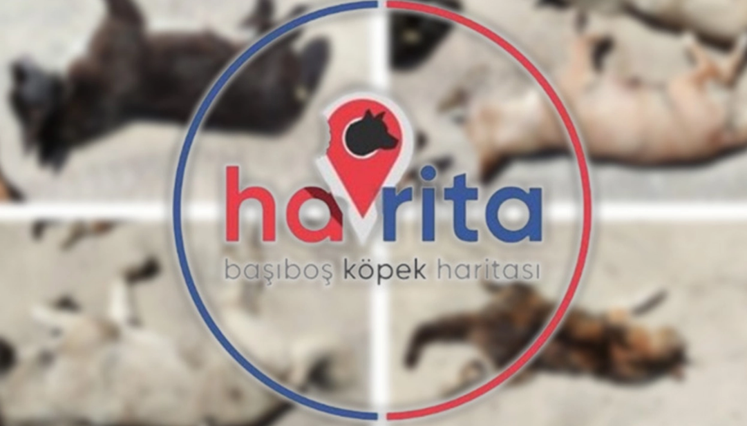Havrita Köpek Nedir? Başıboş Köpek Haritası Havrita Kapatılıyor mu?