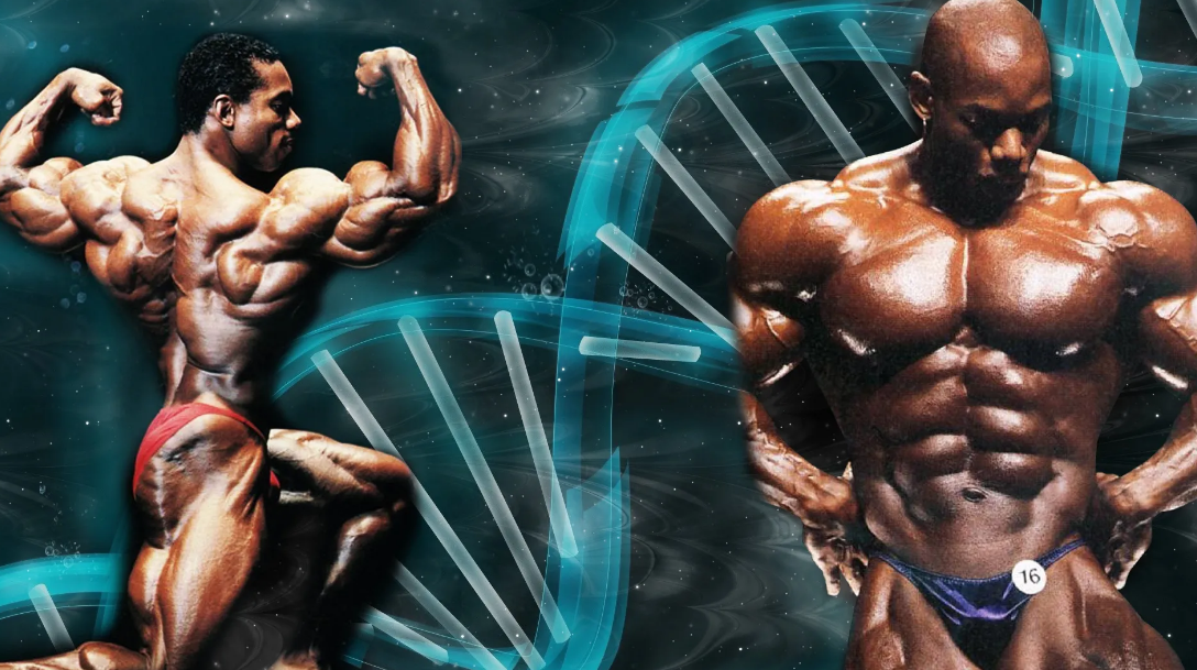 Myostatin Nedir, Ne Anlama Geliyor? Myostatin Eksikliği