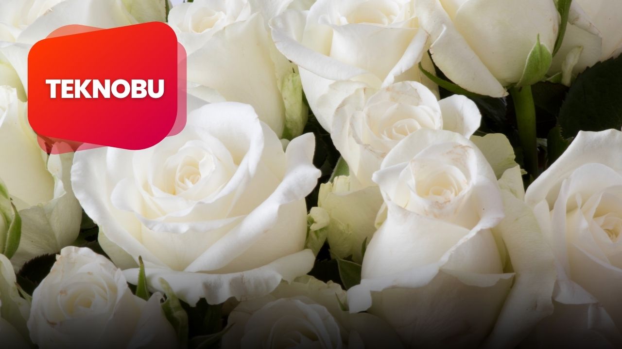 11 Beyaz Gülün Anlamı Nedir