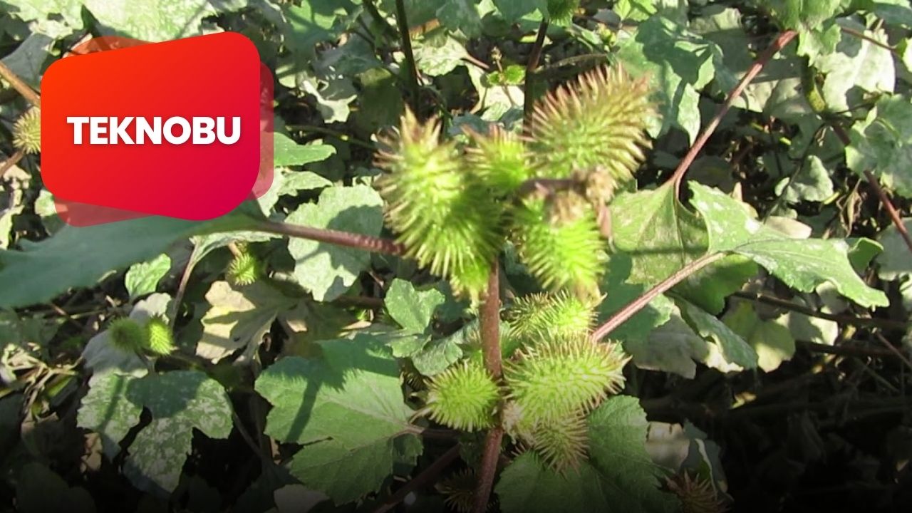 Pıtrak Dikeninden Etkilenerek İcat Edilen Ürün Nedir?