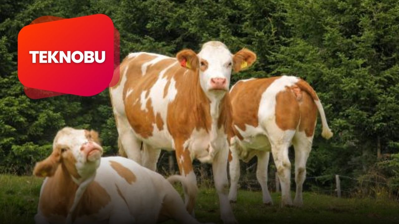 Fleckvieh Ne Demek? Ne Anlama Gelir?
