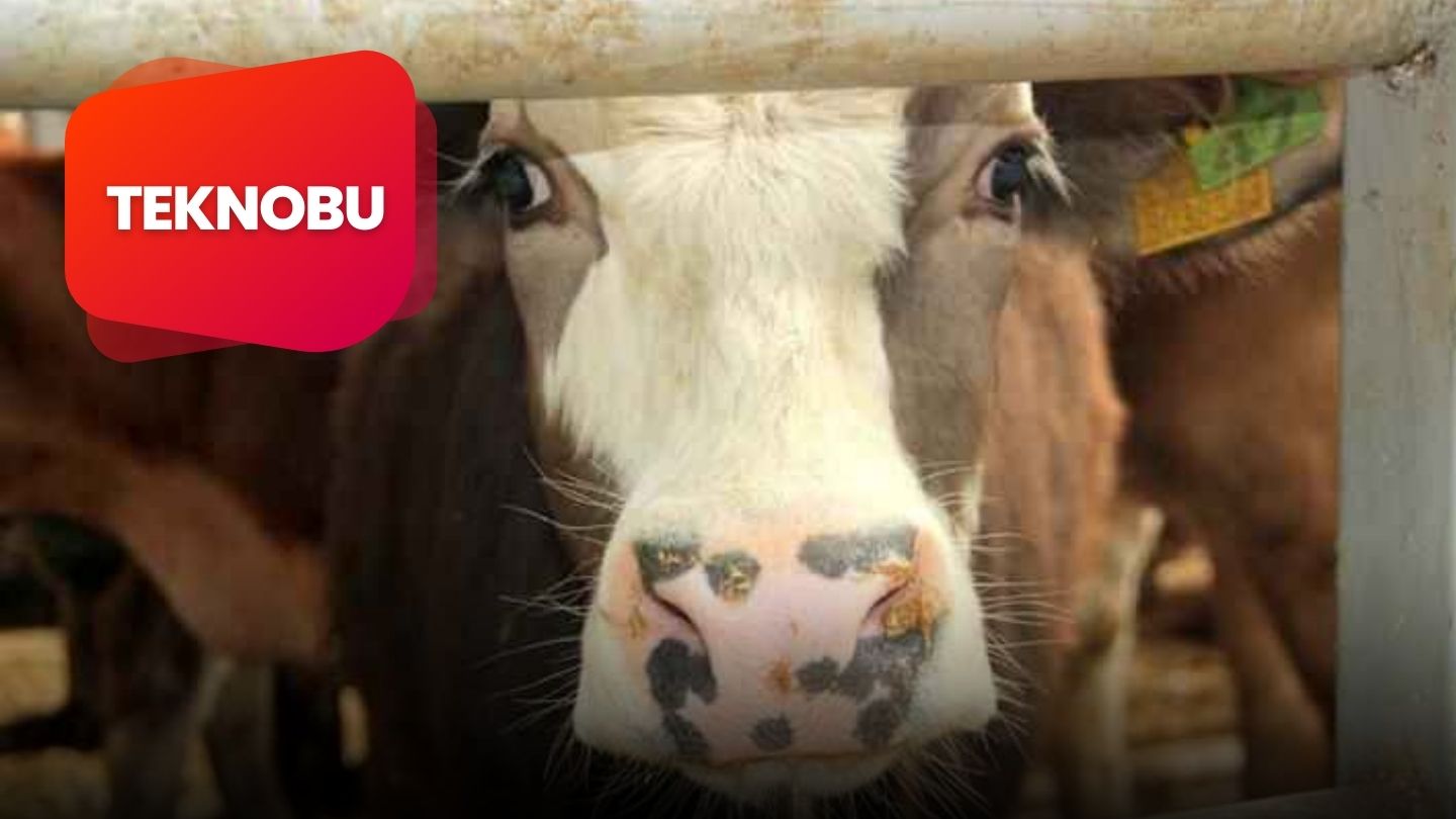 Şap Hastalığı İnsanı &Ouml;ld&uuml;r&uuml;r m&uuml;