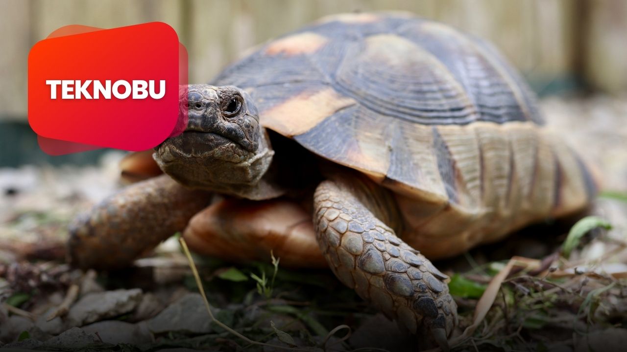 Kaplumbağalar Neden Siyah Rengi Sevmez?(2023)