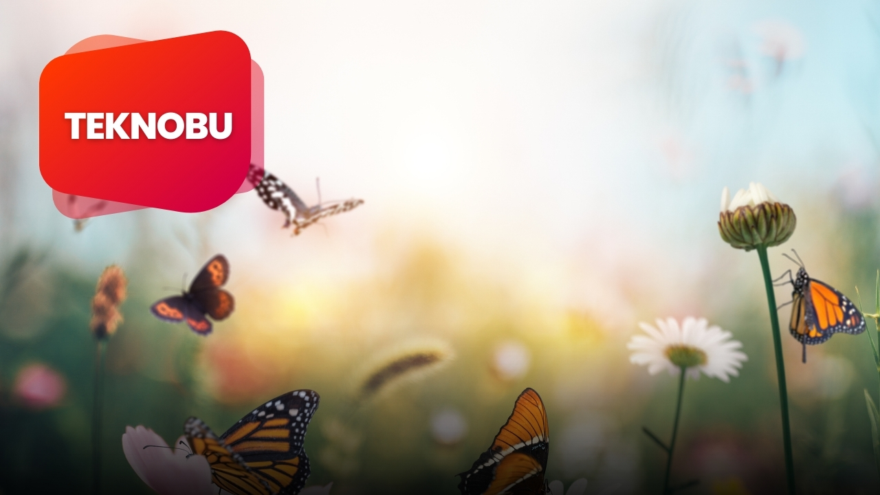 Kanatları Rengarenk O Uçarken Sen Seyret 