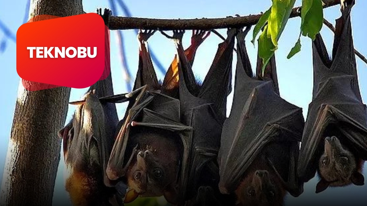 Yarasa Yavru Bakımı Yapar mı