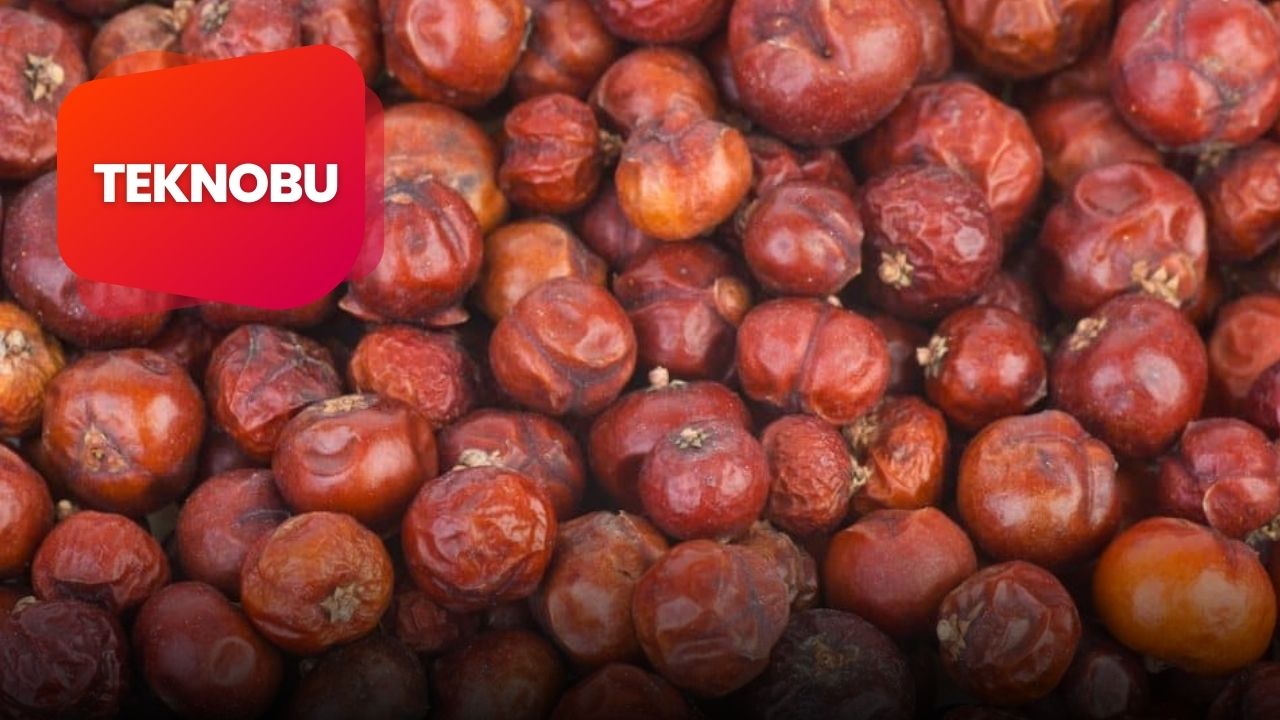 Cedar Berries Ne Demek, Ne Anlama Geliyor? (2023)