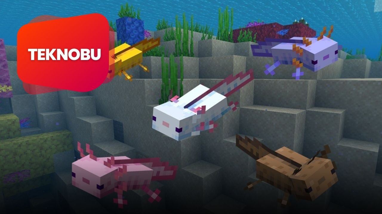 Minecraft Axolotl Ne Yer? Nasıl Beslenir? (2023)
