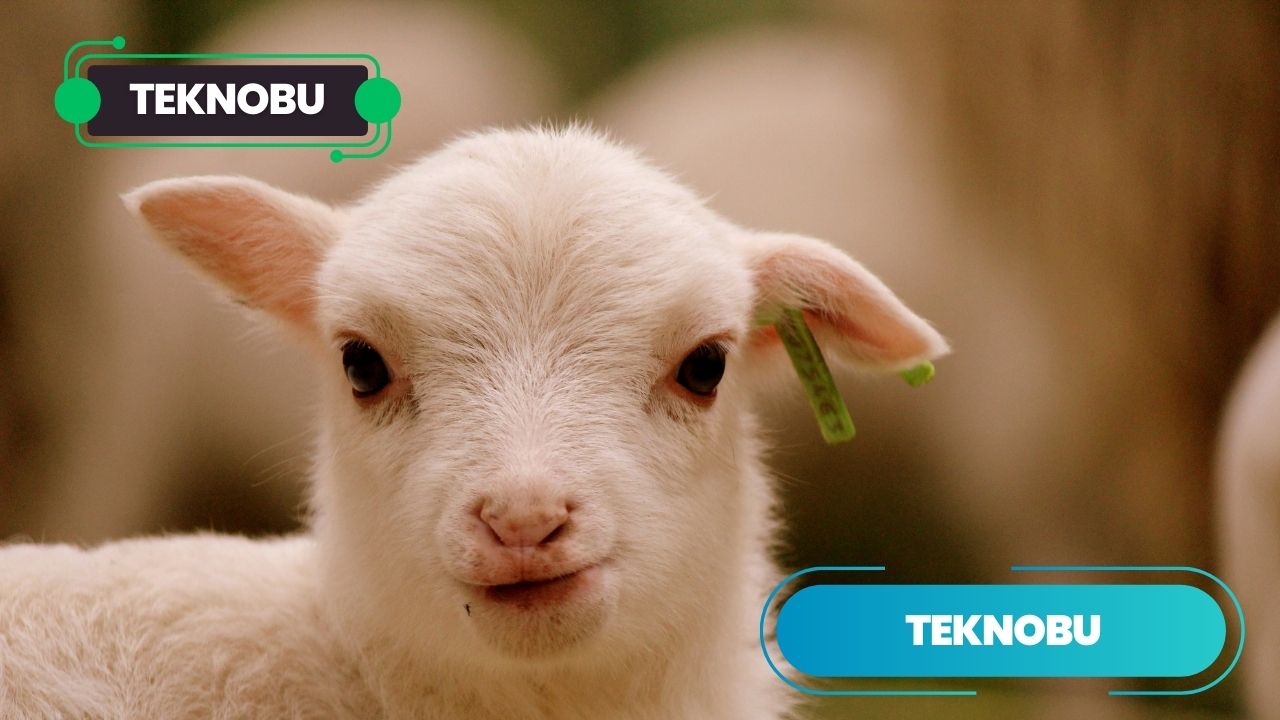 Şişek Neye Denir? Ne Demek? (2023)