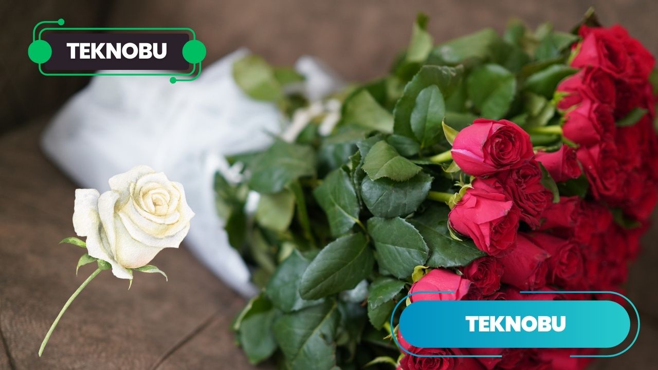 40 Kırmızı 1 Beyaz Gül Anlamı Nedir? (2023)
