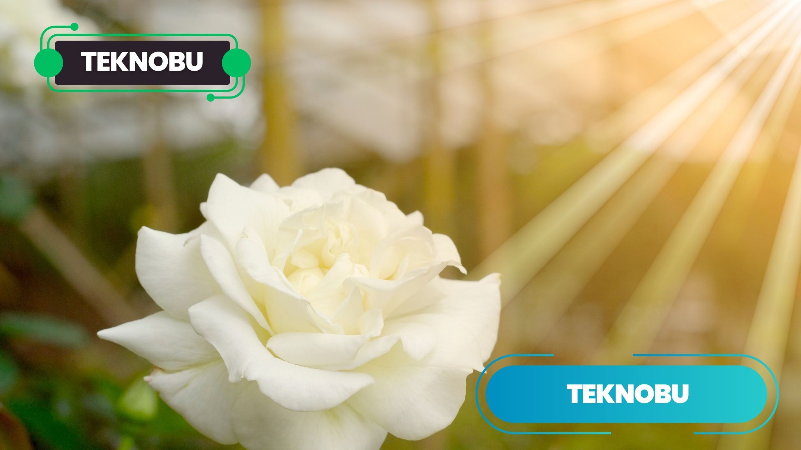 9 Tane Beyaz Gülün Anlamı Nedir? Ne Anlama Geliyor? (2023)