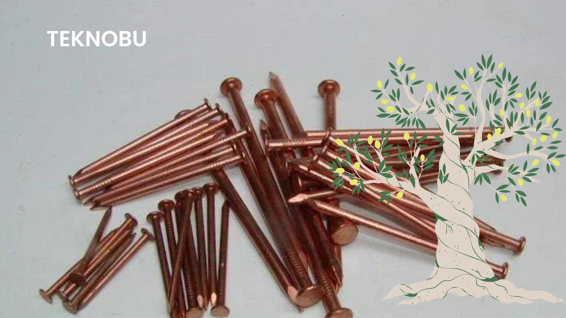 Zeytin Ağacına Bakır Çivi Uygulaması Nedir? (2023)