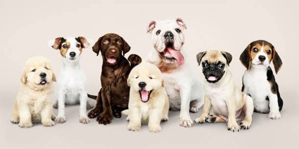 Eğitime En Yatkın En Zeki 5 Köpek Türü