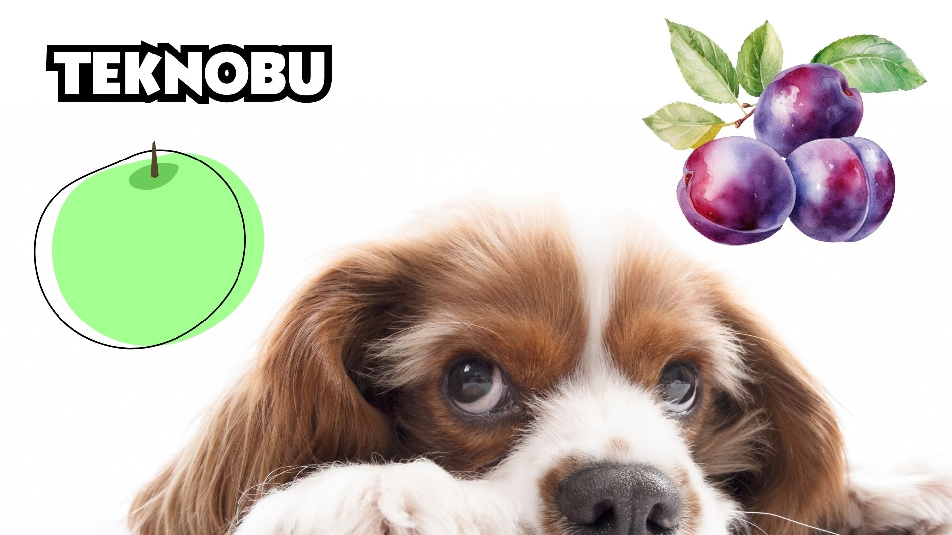 Köpek Erik Yermi? Zararlı mı? (2023)