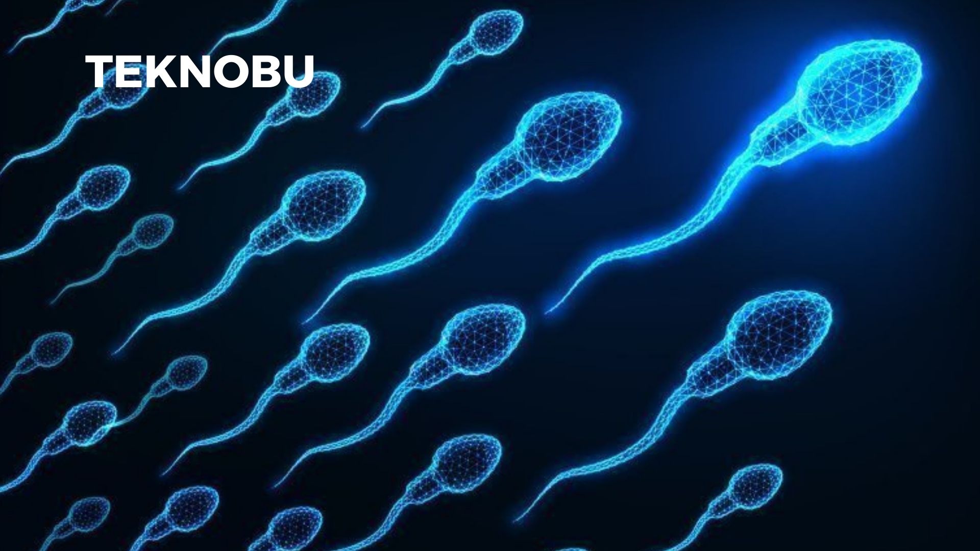 Sperm Konsantrasyonu Kaç Olmalı? (2023)