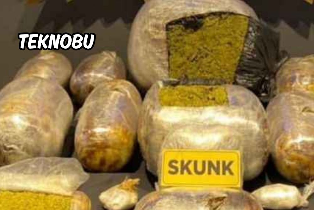 Skunk Nedir Skunk Maddesi Nasıl Anlaşılır?
